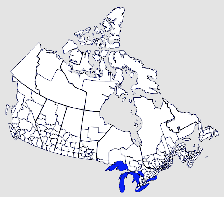 Cover image for Municipal Census Tool