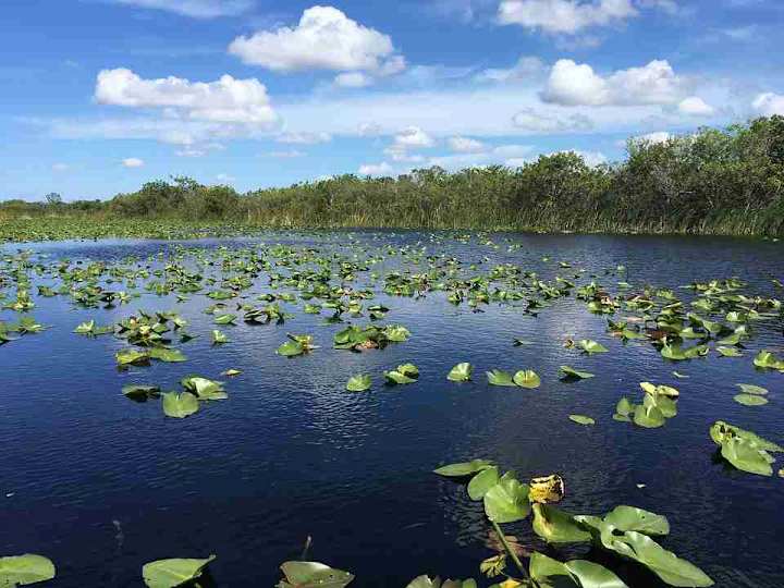 Cover image for A Vanishing World: The Florida Everglades