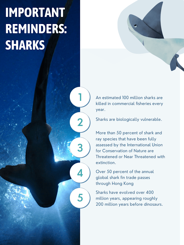 Cover image for Shark Reminders