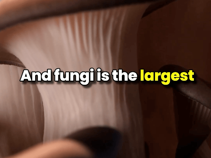 Cover image for YouTube Shorts Edit | MindValley x Fantastic Fungi