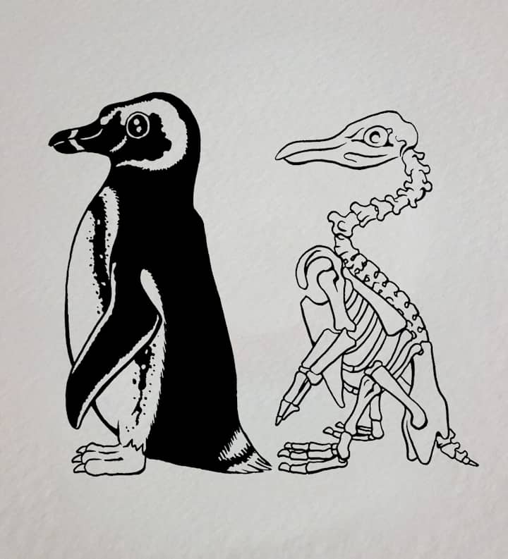 Cover image for Children's Book Illustration - Skeletal System