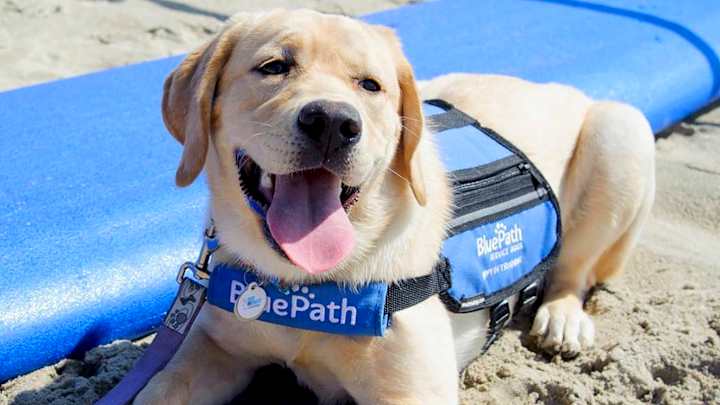 Cover image for BluePath Service Dogs Brand Identity