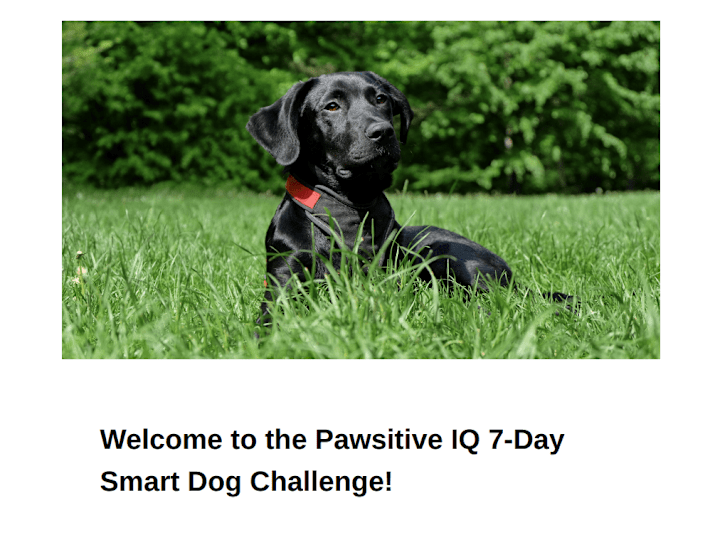 Cover image for Email Marketing — Pawsitive IQ: 7 Day Smart Dog Challenge