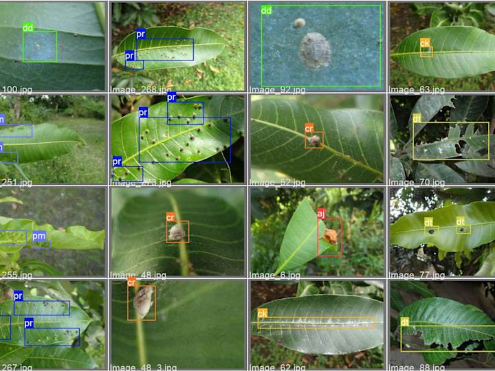 Cover image for crop-classification/Mango_leaf_disease at main · jay25202/crop-…