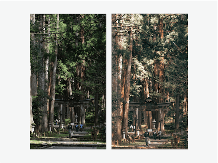 Cover image for Photography editing of japanese forest