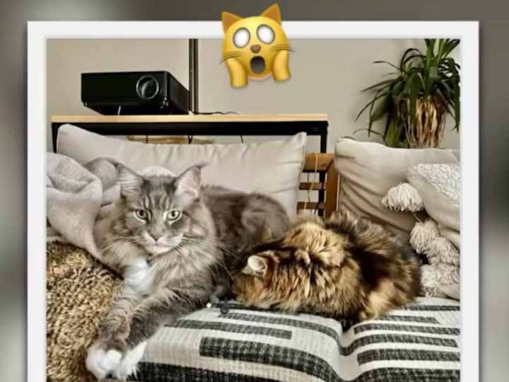 Cover image for Review: products for cats