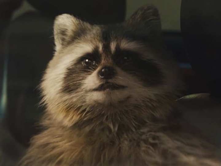 Cover image for Volkswagen “Raccoon”
