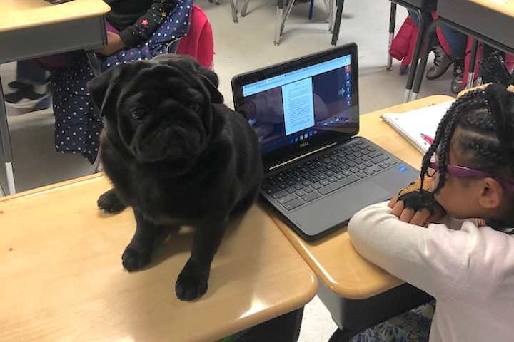 Cover image for “Booker T. Pug” Inspires Confidence & Reading Comprehension