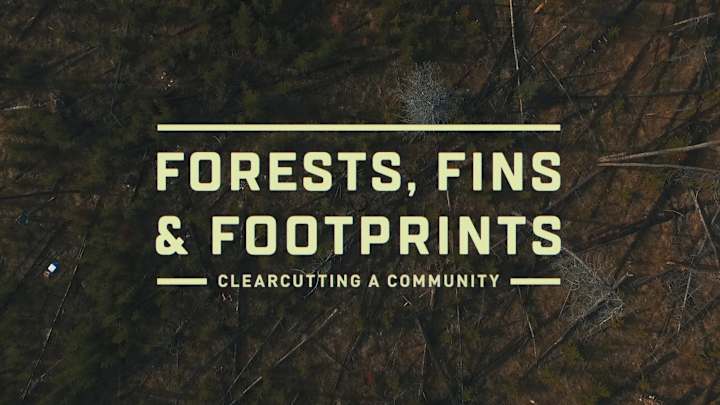 Cover image for Documentary | Forests, Fins & Footprints