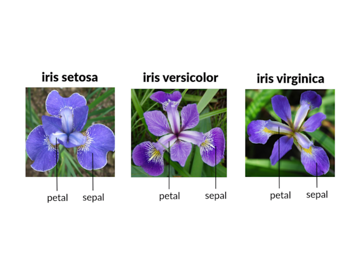 Cover image for Iris-Flower Classification | Machine Learning
