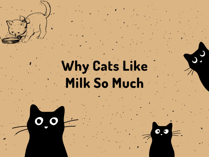 Cover image for Why Cats Like Milk So Much