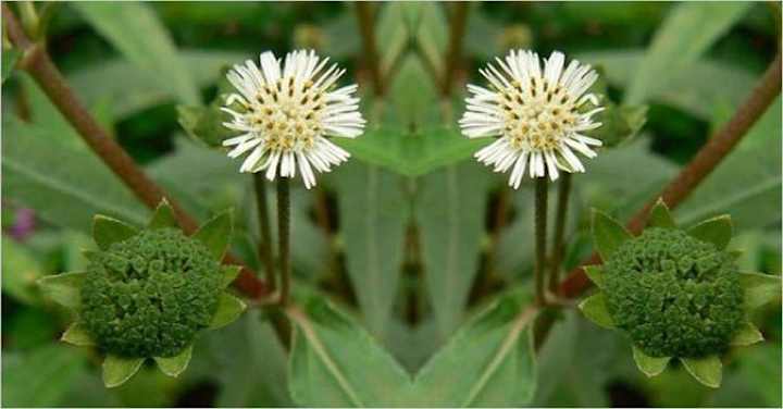 Cover image for 5 Benefits of Bhringraj for your hair | Garveish Herbals