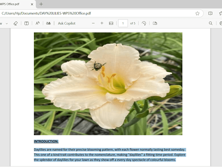 Cover image for Day lilies