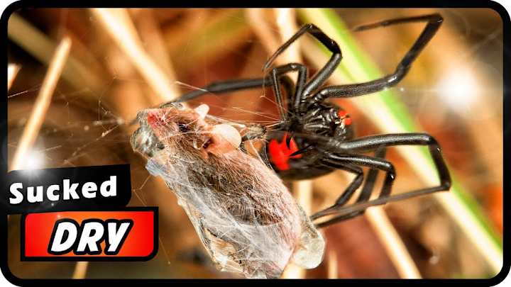 Cover image for Encountering the Most Terrifying Spiders 😱 - YouTube