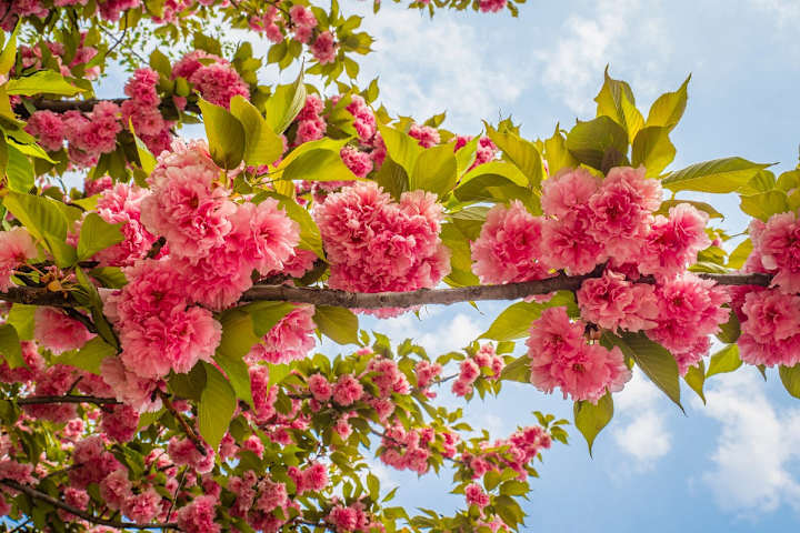 Cover image for You are Blooming in May