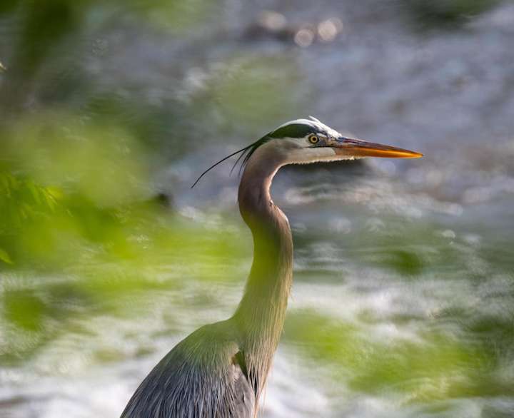 Cover image for Heron Disturbance Analysis: Non Parametric 2 Sample Test