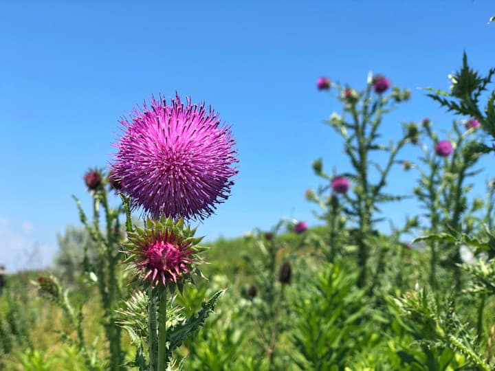 Cover image for What Is Musk Thistle? - Summit Lawns