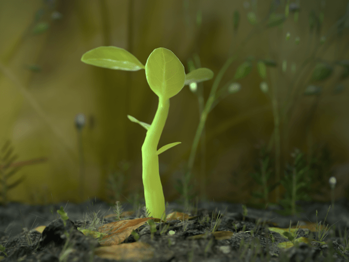 Cover image for Growing Plant Animation