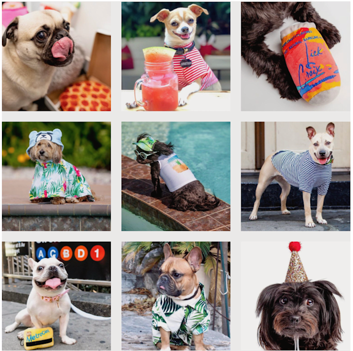 Cover image for Dog and Co