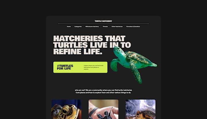 Cover image for Local Turtle Hatchery Website Design