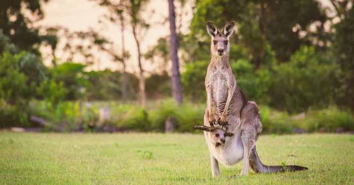 Cover image for Content Writing at A-Z Animals