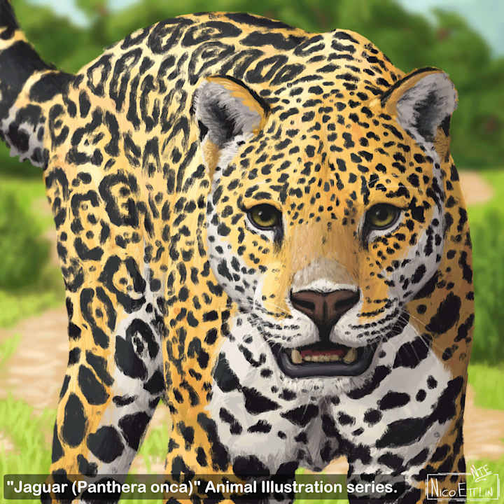 Cover image for Animal Illustrations Portfolio