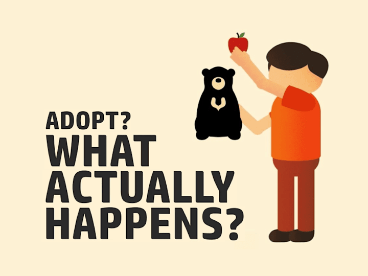 Cover image for Sunbear Adoption | Infographic Video