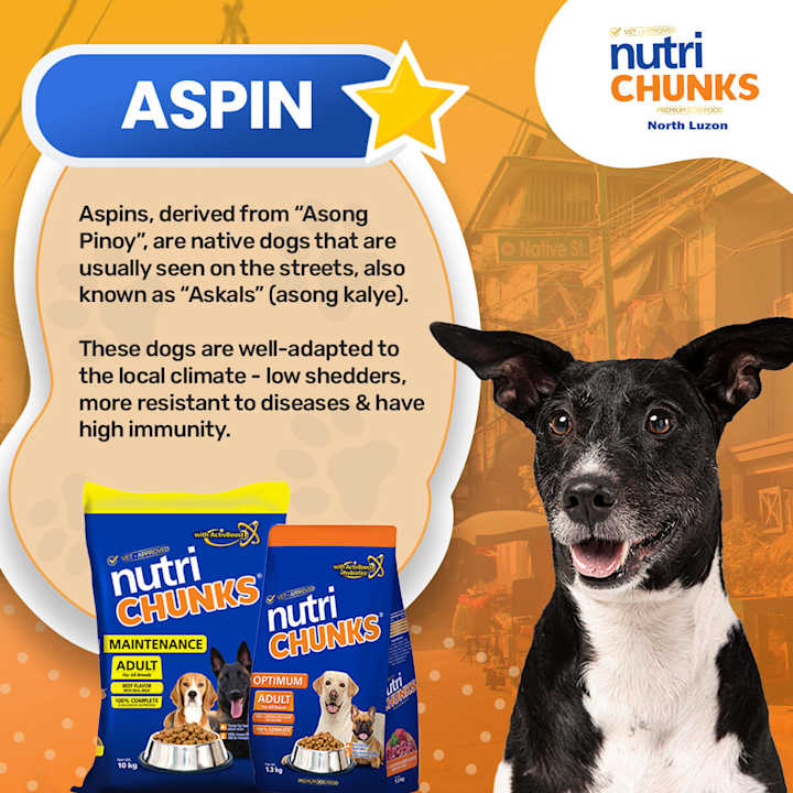 Cover image for Aspin 