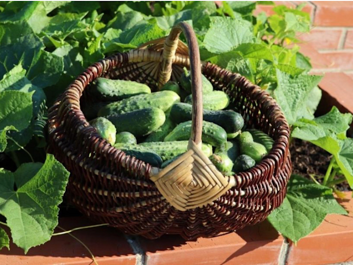 Cover image for Content Creator at All About Gardening
