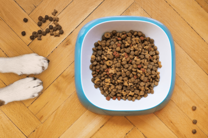 Cover image for Pancreatitis and Your Dog’s Diet Blog Post
