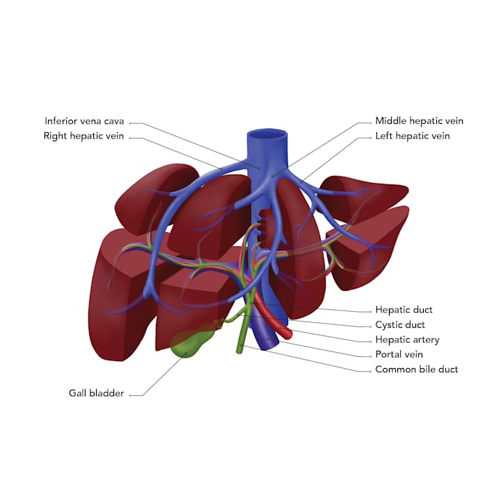 Cover image for Medical and Scientific Illustrations