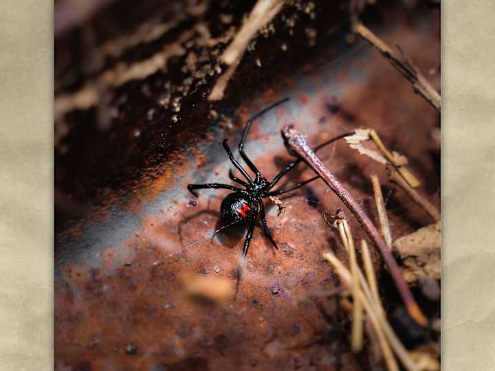 Cover image for Beware the Spider — Blot and Blood