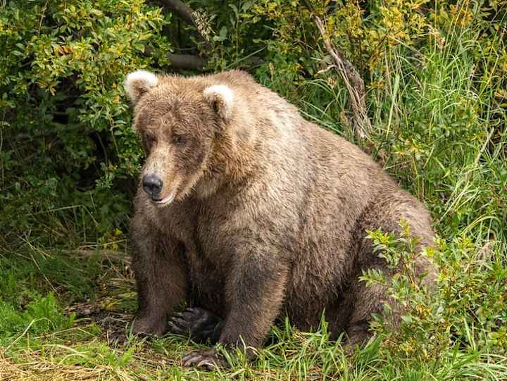 Cover image for How the Bears at Alaska’s Katmai National Park Became Celebriti…