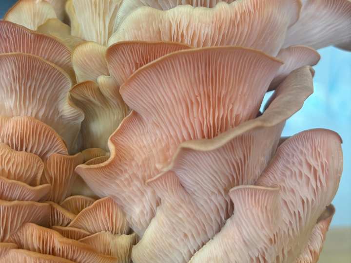 Cover image for Mycelial Madness