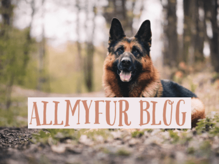 Cover image for Humorous Dog Blog