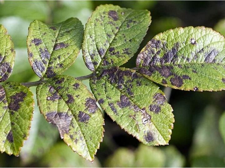 Cover image for App based solution to identify and solve disease in plants