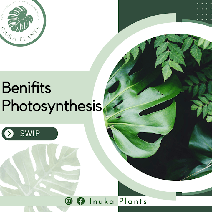 Cover image for Instagram Contents
