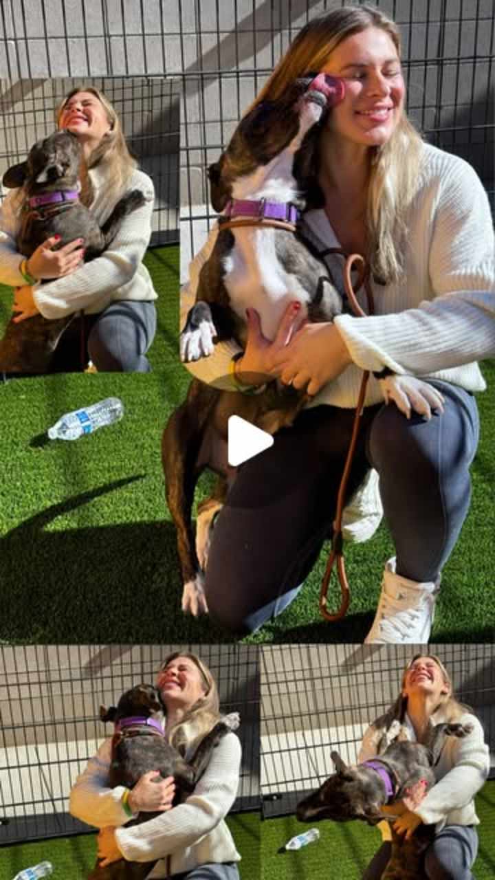 Cover image for Heartfelt Dog Shelter Experience