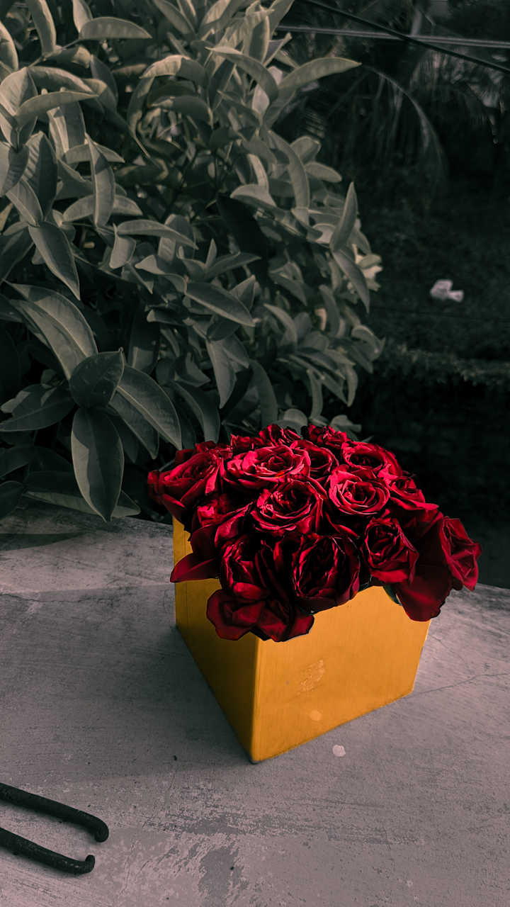 Cover image for Roses