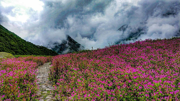 Cover image for Valley of Flowers Trek 