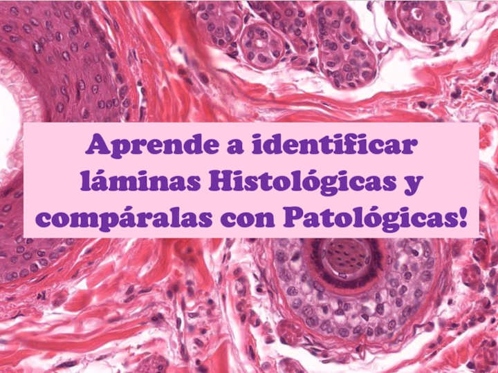 Cover image for Tutoría y Análisis de Láminas Histológicas