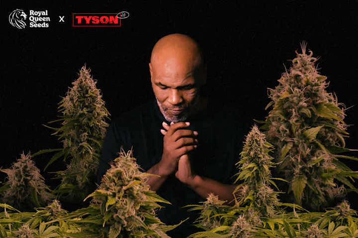 Cover image for Graphic Design for Royal Queen Seeds and Tyson 2.0