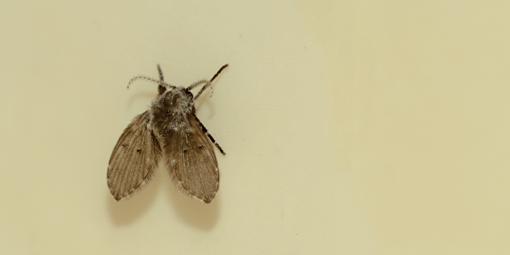 Cover image for The Wild Indoors