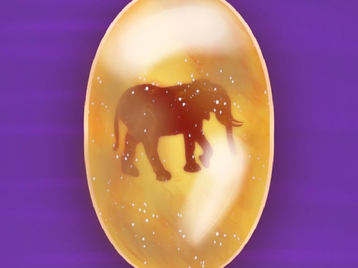 Cover image for Amber Animals