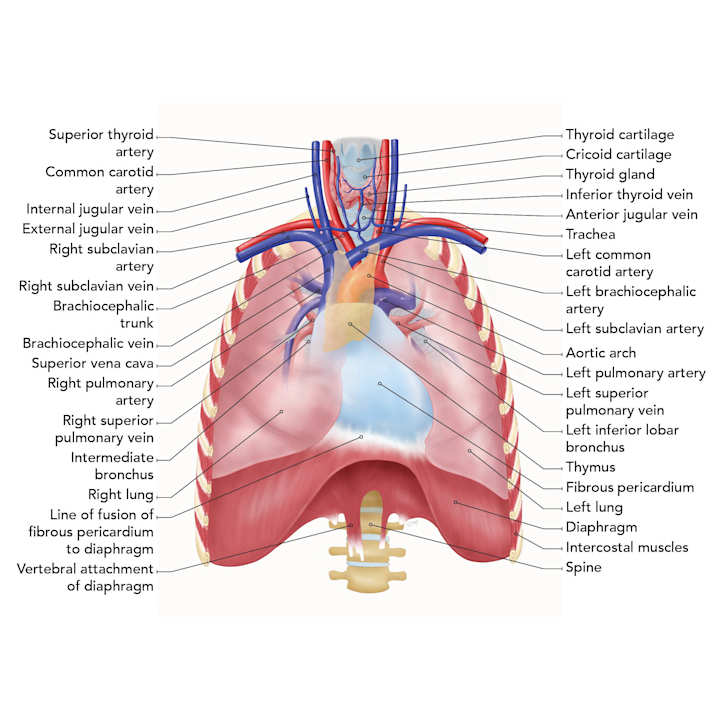 Cover image for Medical Illustrations