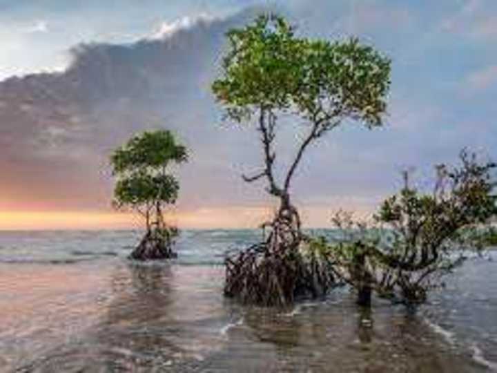 Cover image for MANGROVES