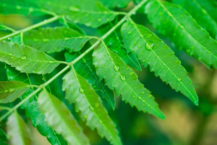 Cover image for Powerful Benefits Of Neem In Ayurveda