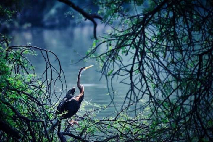 Cover image for Bharatpur bird Sanctuary presentation slides.