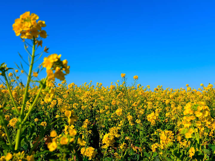 Cover image for Digital Marketing Spec for Canola Harvest