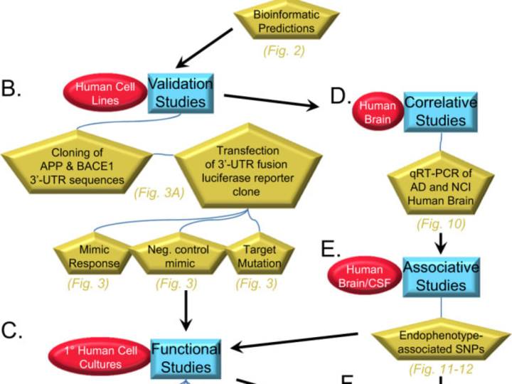 Cover image for MicroRNA-298 reduces levels of human amyloid-β precursor protei…